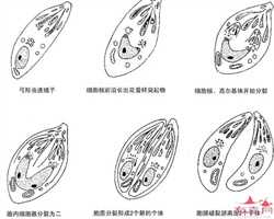 深圳深圳移植胚胎技术好的试管私立医院都有哪些？